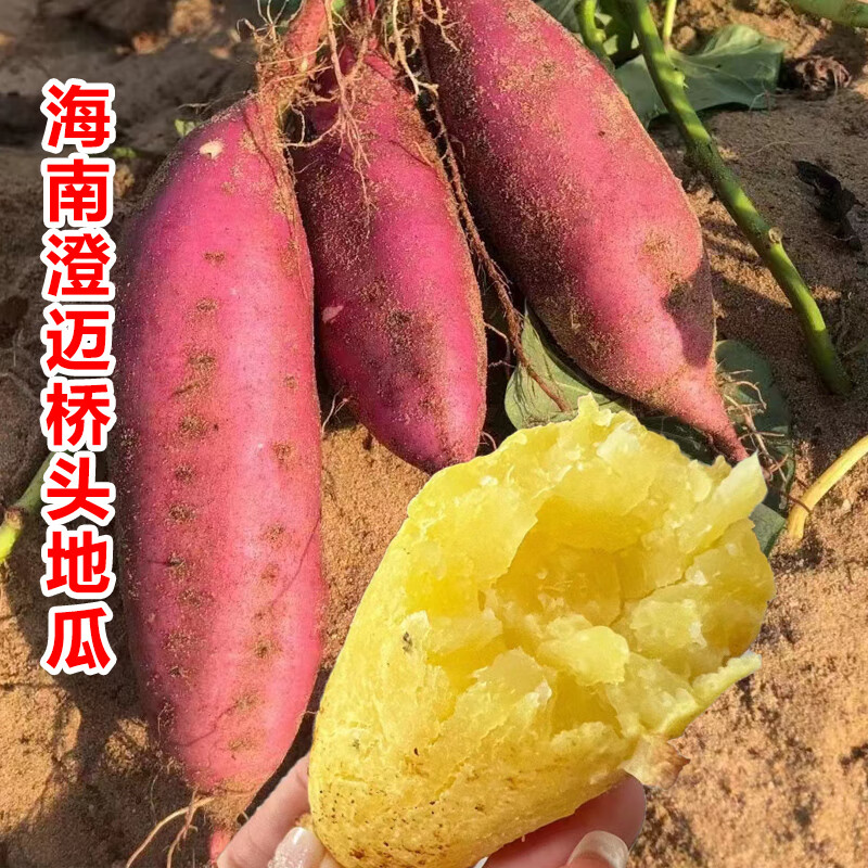 海南桥头地瓜新鲜现挖板栗红薯富硒地瓜沙地红薯 桥头地瓜礼盒5斤