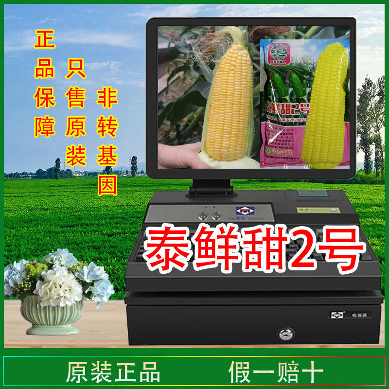 细辛进口泰鲜甜2号超甜水果玉米种子大全太阳花甜玉米 泰鲜甜2号 400