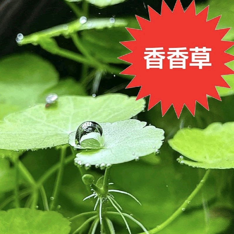 smvp香香草水草 水陆均可 ada造景专用无需二氧化碳 可水上也可以水下