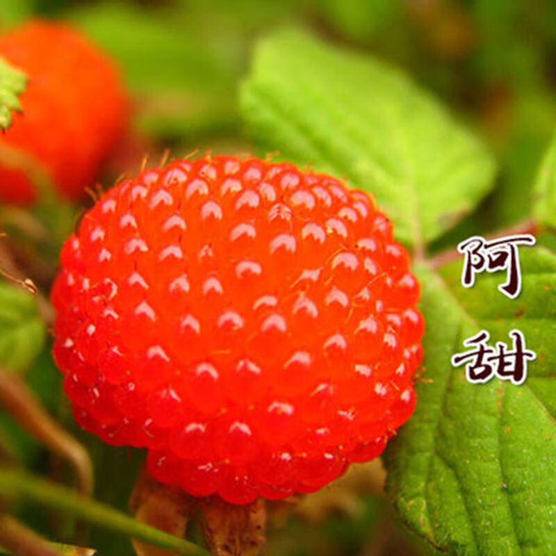 季树莓苗阳台果树覆盆子苗红树莓南方北方种植盆栽地栽当年结果 阿甜