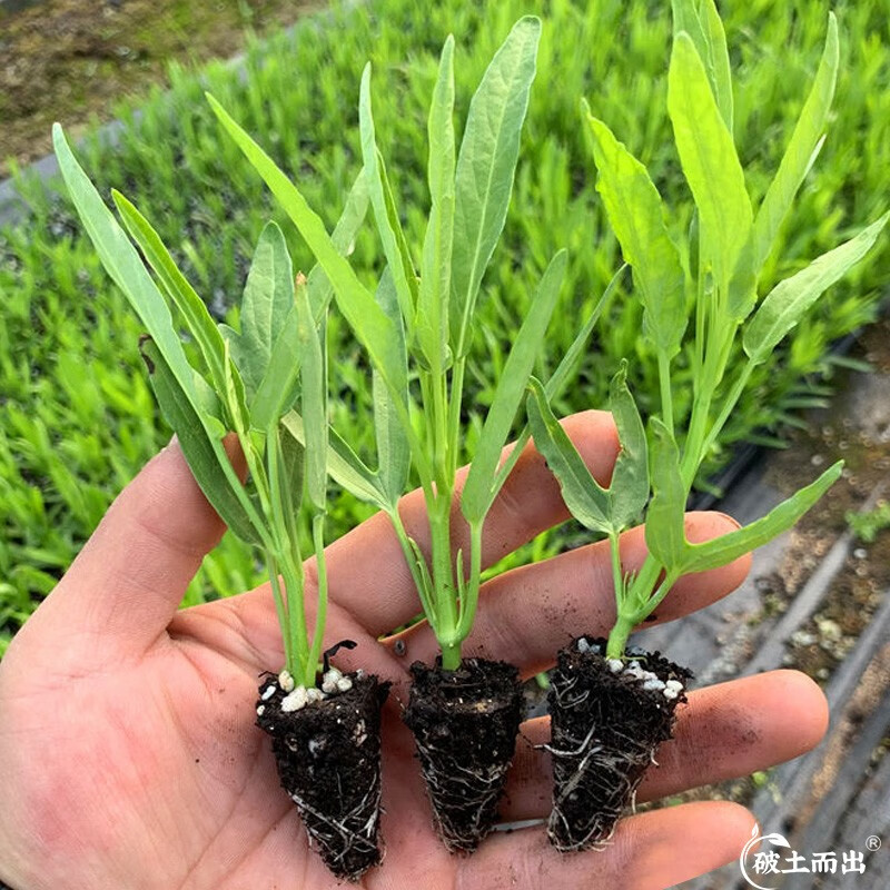 神禾 盆栽生菜秧苗种苗蔬菜苗子春季南方青菜苗 【苗】三叉空心菜苗