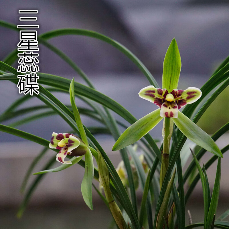 勋狸粑春兰三星蕊蝶室内客厅名贵花卉绿植盆栽 2苗连体 裸根不带土