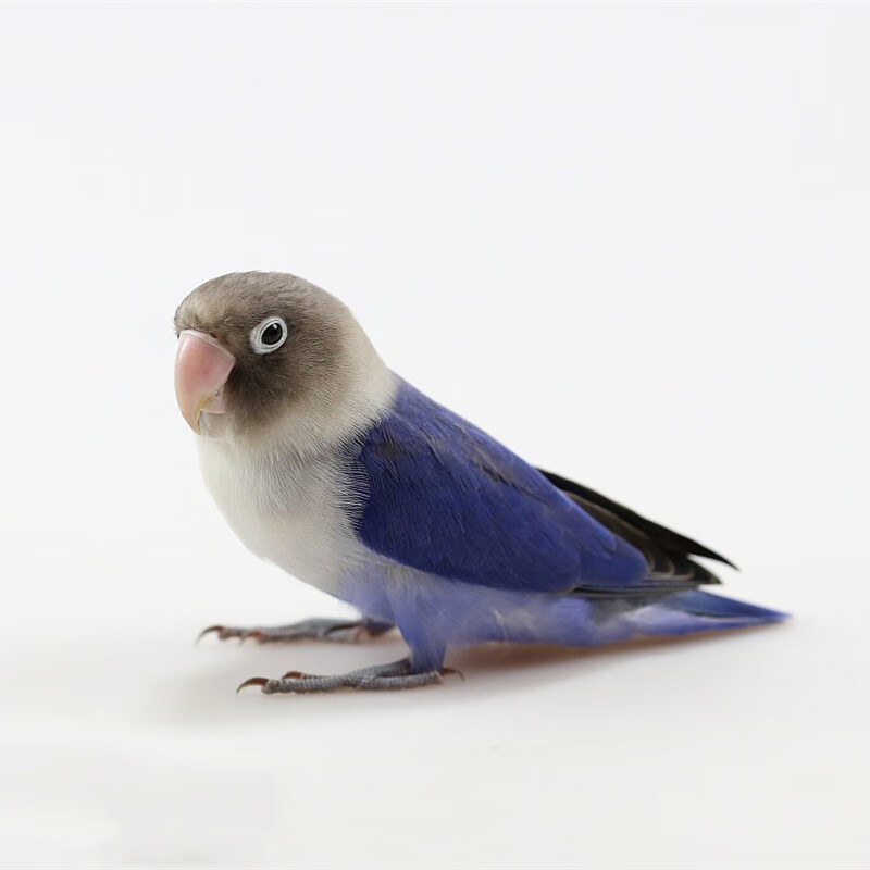 鹦鹉鸟活体牡丹鹦鹉活体玄凤鹦鹉虎皮鹦鹉异宠活体鸟大鹦鹉说话鸟宠物