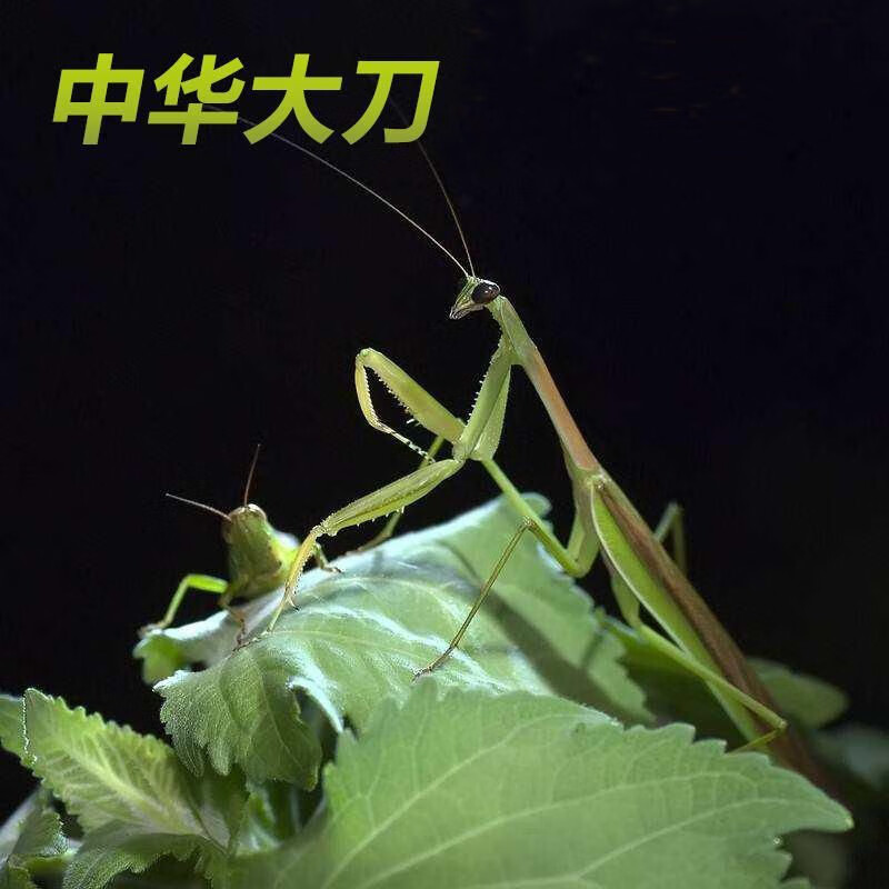 【宠物螳螂合集】个性另类观赏斧螳大刀狭翅兰花 螳螂卵包果蝇杯 大刀