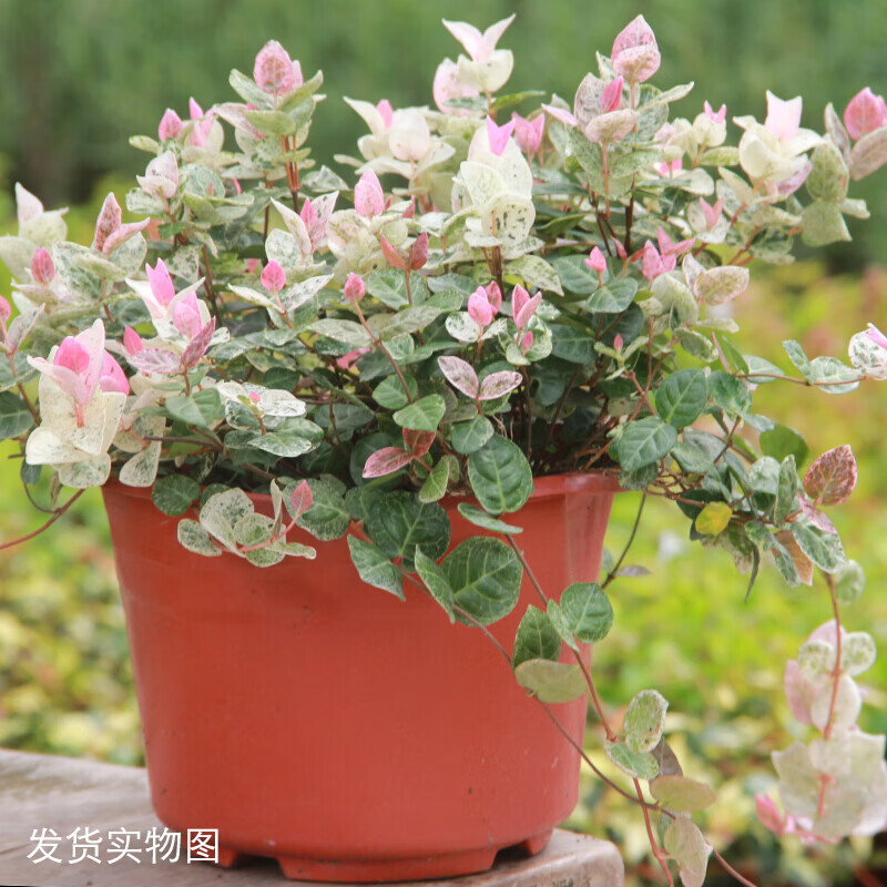 倾颜口红盆栽金边室内阳台垂吊绿植 常青藤太阳花牡丹