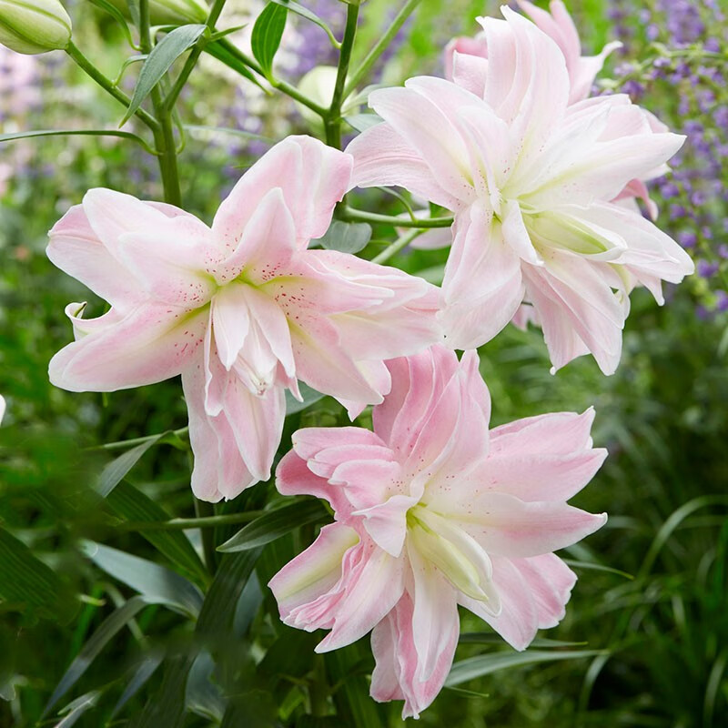 进口重瓣百合种球 单球装 东方百合ot百合花种子盆栽包对版 莲花女王