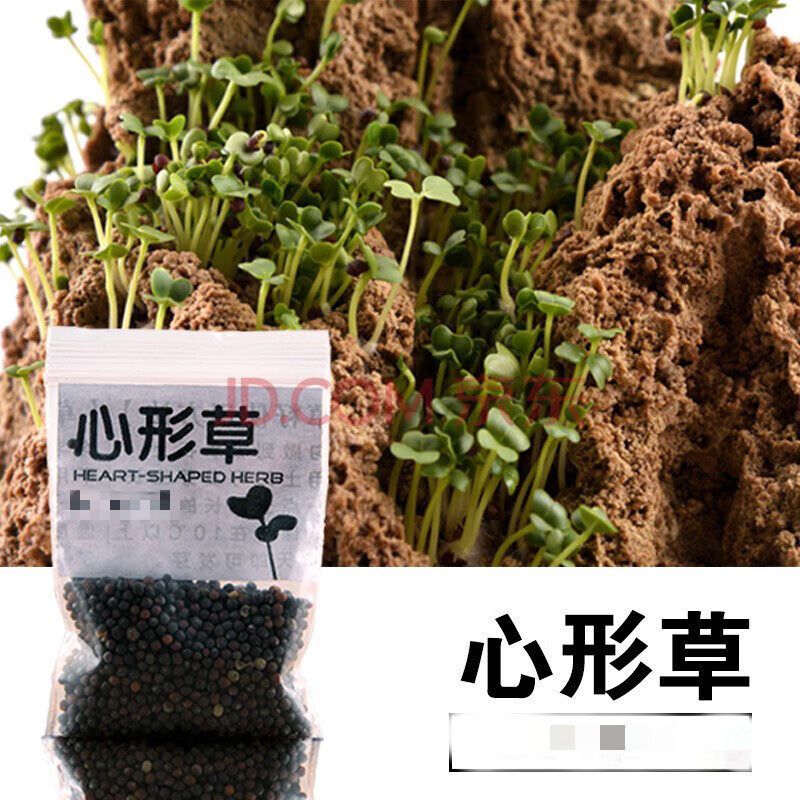 造景草籽草种子上水石吸水石盆景草植物珍珠草盆栽微景观小草 心形草