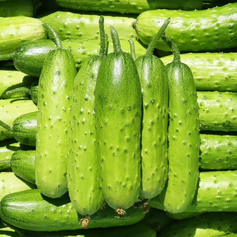 神禾春季瓜果蔬菜种子批发大全四季播种阳台水果 冰翡翠旱黄瓜种子 50