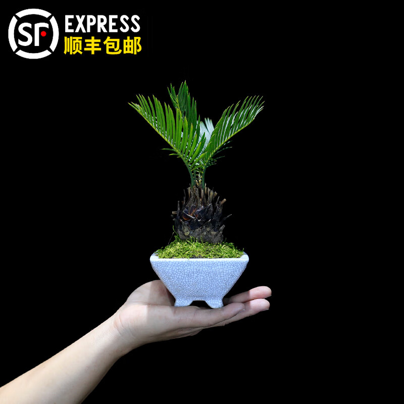 瀚林怡景（HANLINYIJING）鐵樹盆栽茶臺(tái)桌面精品小綠植擺件室內(nèi)辦公室植物蘇鐵微型盆景好養(yǎng) 小精品鐵樹-冰裂矮盆