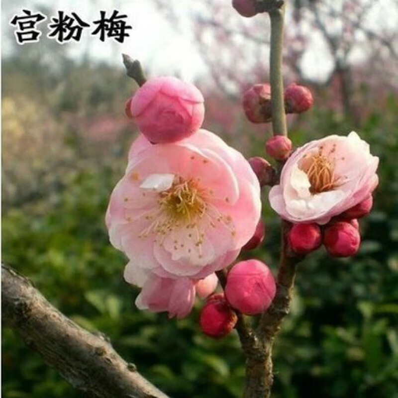 苗红梅苗梅花树苗南方北方阳台庭院种植嫁接梅花苗盆栽耐寒 宫粉梅 12