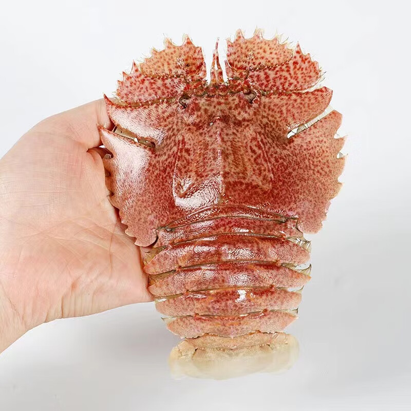 海蘊極鮮【活鮮】鮮活琵琶蝦 新鮮冷皮皮蝦瀨尿蝦姑蝦爬子燒烤食材春節(jié) 500g(凈重)  3-5只