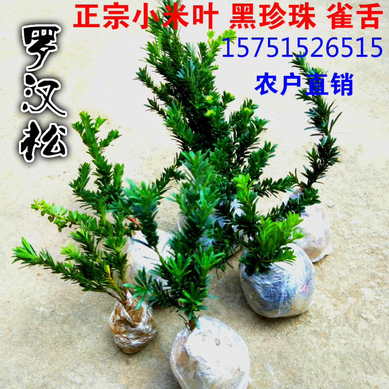 clcey雀舌红芽黑珍珠小叶罗汉松树苗树米叶罗汉松小苗盆景素材盆栽 正