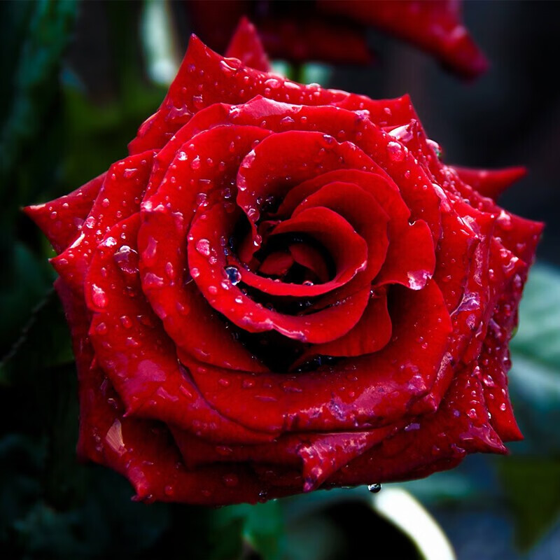 电商平台花卉历史价格查询|花卉价格走势