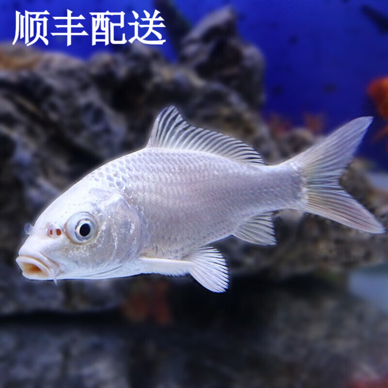 琅河水族 锦鲤鱼活体 冷水观赏鱼活鱼多品类精选 白金 13-15cm