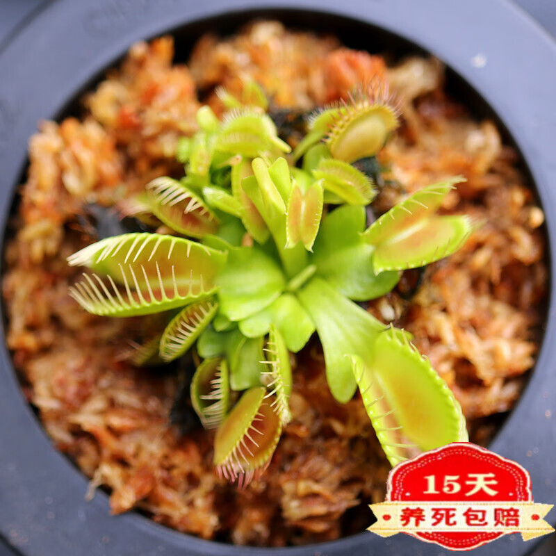 大力 捕蝇草 中苗4-6厘米 带盆栽好