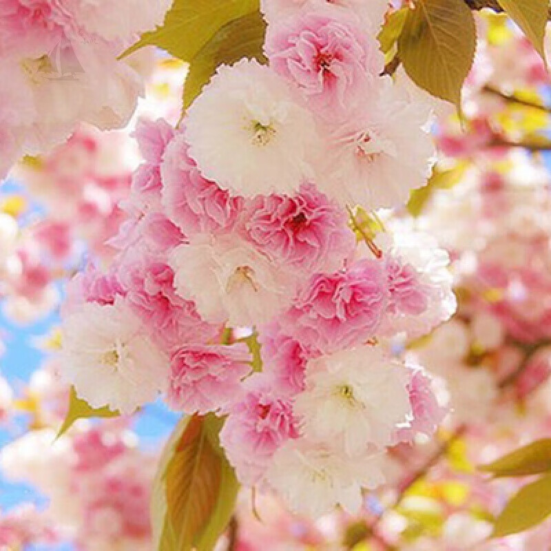 言清 樱花树苗 日本樱花树苗进口樱花苗盆景盆栽地栽苗木观赏工程绿化