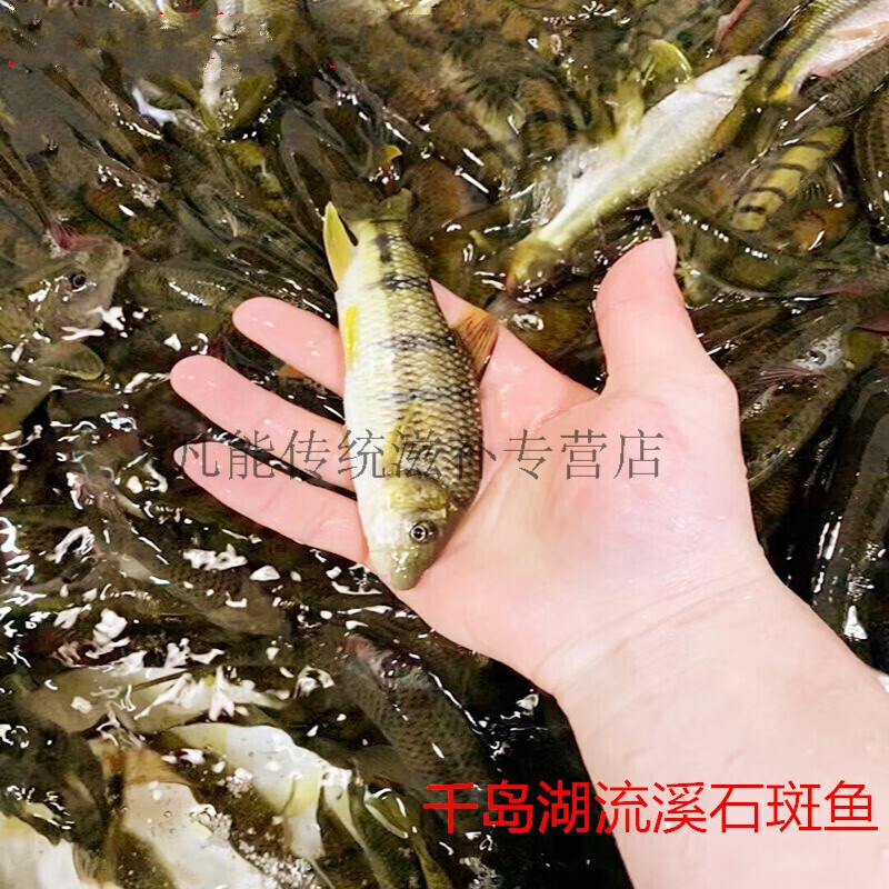 千岛湖溪水石斑鱼红腹光唇鱼新鲜活鱼淡水冷水小溪鱼活鱼现杀 1斤活鱼