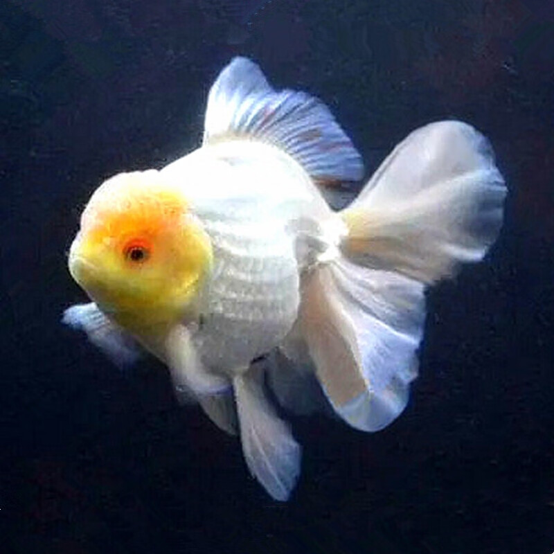 金鱼活鱼观赏鱼百褶泰狮精品红白菠萝淡冷水宠物包活 10-11cm菠萝头泰