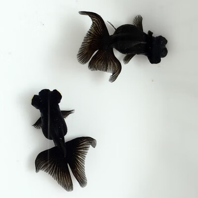 aipharow鱼观赏鱼黑蝶尾金鱼红白熊猫黑蝶尾冷水鱼包活精品蝶尾金鱼