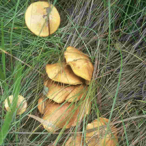泰山特产松蘑龙庭山莪子松菇粘蛾子松蛾菌菇干货晒干蘑菇新鲜 501g