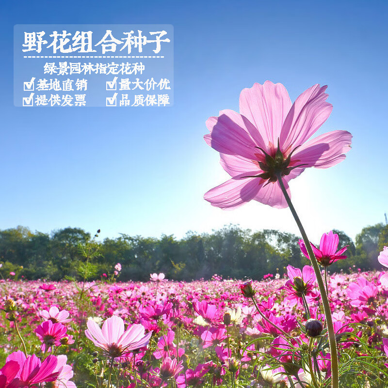花乡古韵东北扫帚梅花籽波斯菊种花坛野花种子组合易种绿化景观草花乡