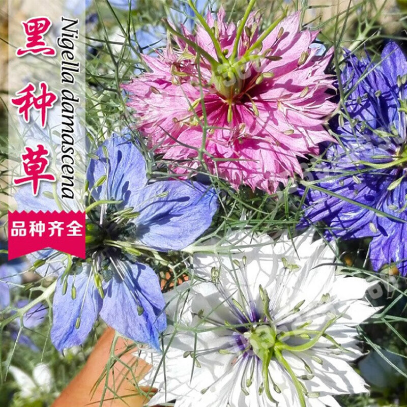 京腾花卉 黑种草种子混色 香草波斯宝石 黑子草阳台盆栽观花种子 混色