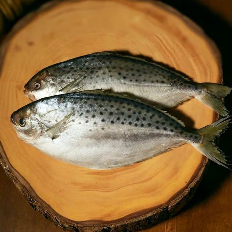 鲜木 阿根廷雪花鲳鱼3-6斤装 鲳鱼雪花鲳 南极雪花鲳海鲜水产鲜木