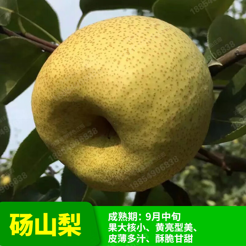 怎样查苗木历史价|苗木价格比较