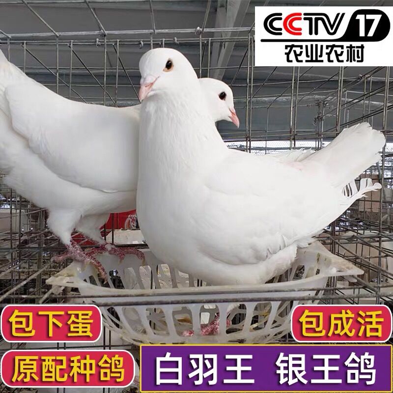 一对美国白鸽子信鸽可繁殖原配肉鸽子活成年种鸽大型 白羽王幼鸽两公