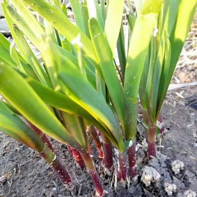 紫根菲菜新根宽叶春季韭菜苗四季阳台小型盆栽韭菜花 齐慧红根10克