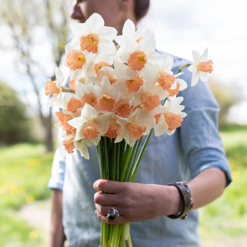 左家花園3個洋水仙種球 現(xiàn)貨進口水仙花種球水培盆栽多年生球根花 口音3球 周長14-16cm