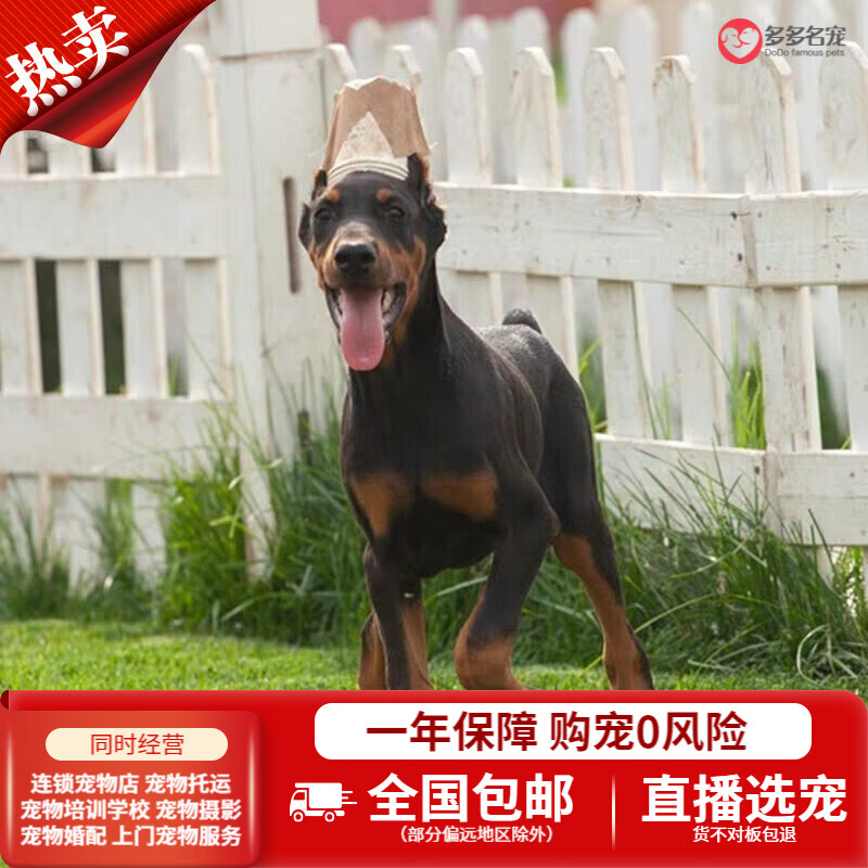 多多名宠杜宾犬幼犬幼崽全国空运大型犬工作犬纯种宠物狗狗活体 红色