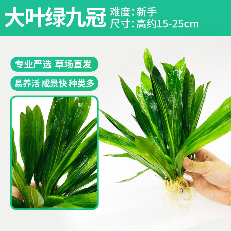 水草植物活体淡水套餐莫斯水榕懒人前中后景水草 大叶绿九冠沉底杯