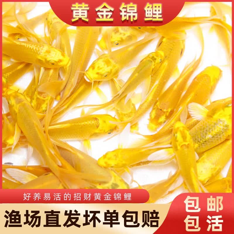 冷水淡水观赏鱼锦鲤鱼活鱼金鱼小型淡水好养红鲤鱼纯种小锦鲤鱼苗