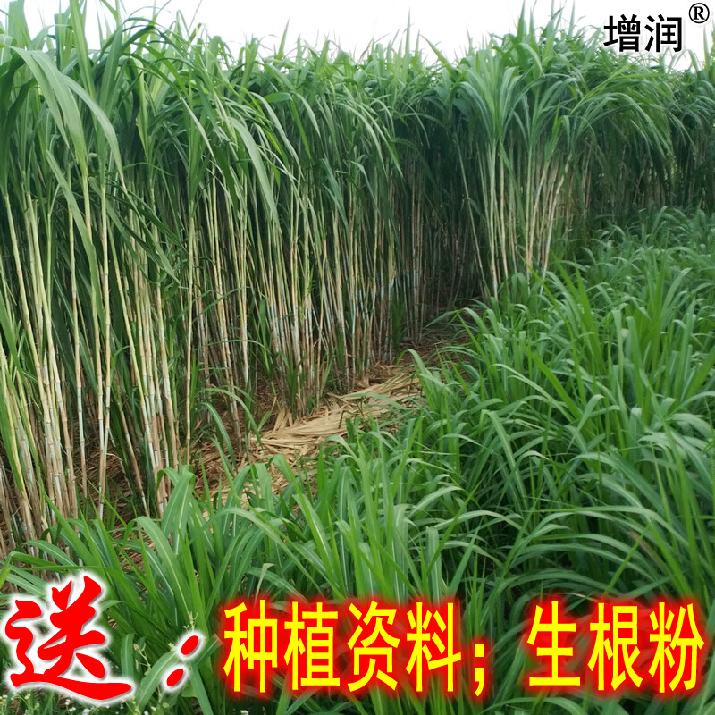 草种节黄竹草子种紫色皇竹草养殖牧草种子增润巴西红象草 皇竹草100节