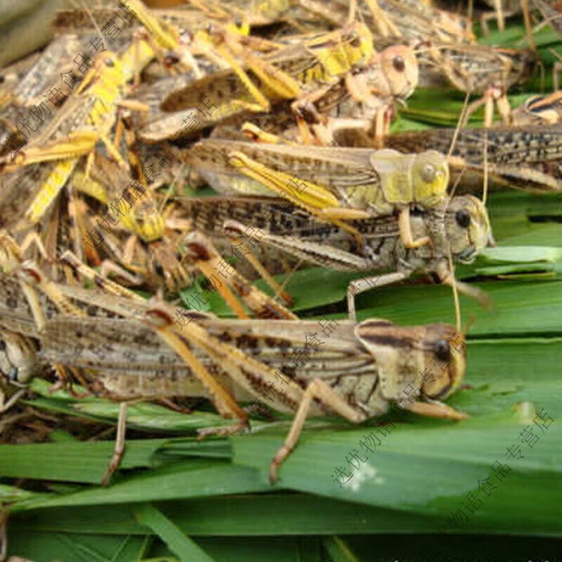 俏滋郎蚂蚱稻蝗野生小蚂蚱油蚂蚱中华稻蝗 蝗虫 活体冷冻东亚飞蝗虫