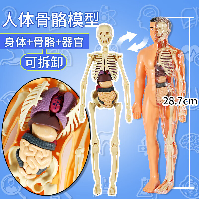 可拆卸拼装人体模型结构骨骼器官骨架内脏医学解剖早教儿童玩具 收藏