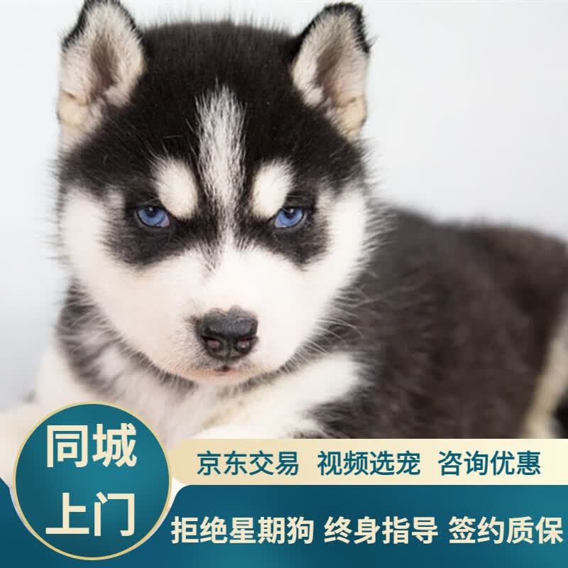 宁宠 哈士奇幼犬活体宠物狗狗活体小狗幼犬活体二哈小狗崽活物雪橇犬