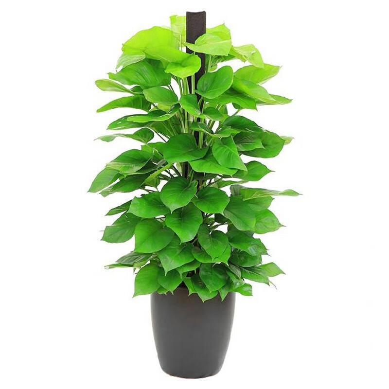 畅微大叶绿萝柱盆栽苗室内大型植物办公室客厅绿植长腾藤净化空气