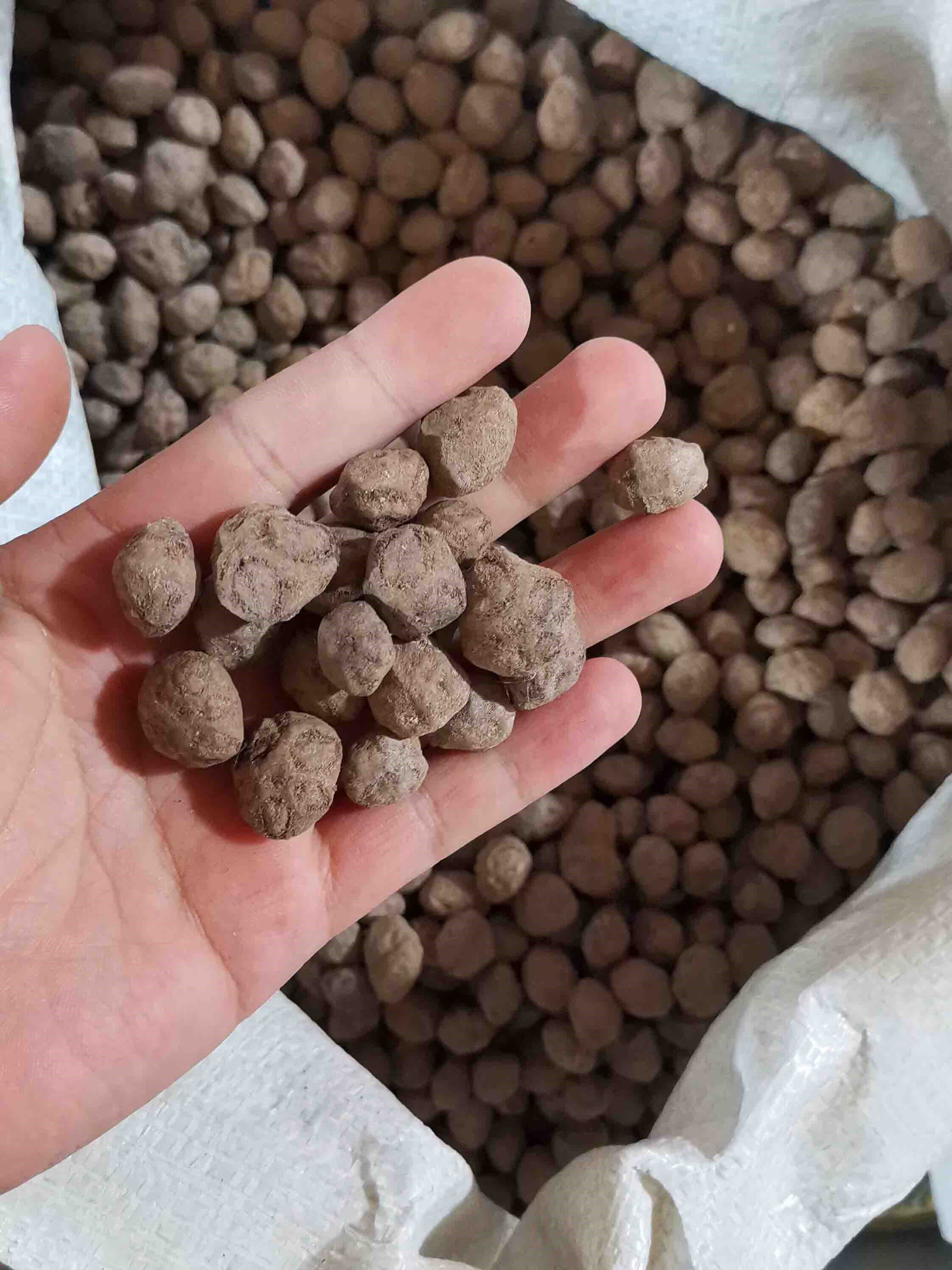 芗苒人面子银莲果种籽仁面子种孑四季播种用籽 仁面子种子一斤 也叫人