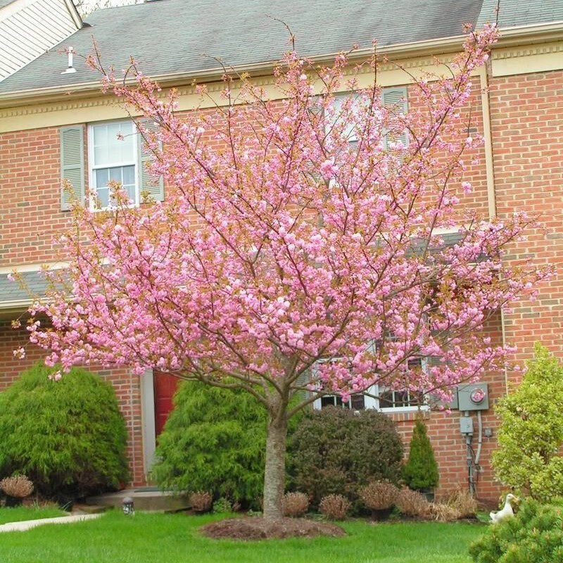 哲絮樱花树苗大树小苗庭院地栽盆栽花树园林耐寒植物风景树庭院别墅 6