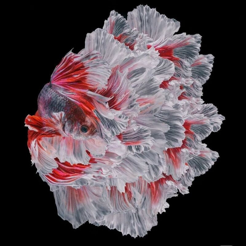 以沫精品泰国斗鱼半月母斗鱼淡水活体热带小型宠物观赏鱼 精品大红袍