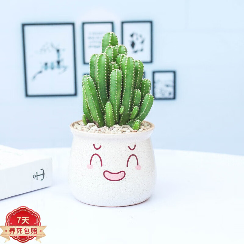 那个网站可以看绿植盆栽历史价格|绿植盆栽价格走势