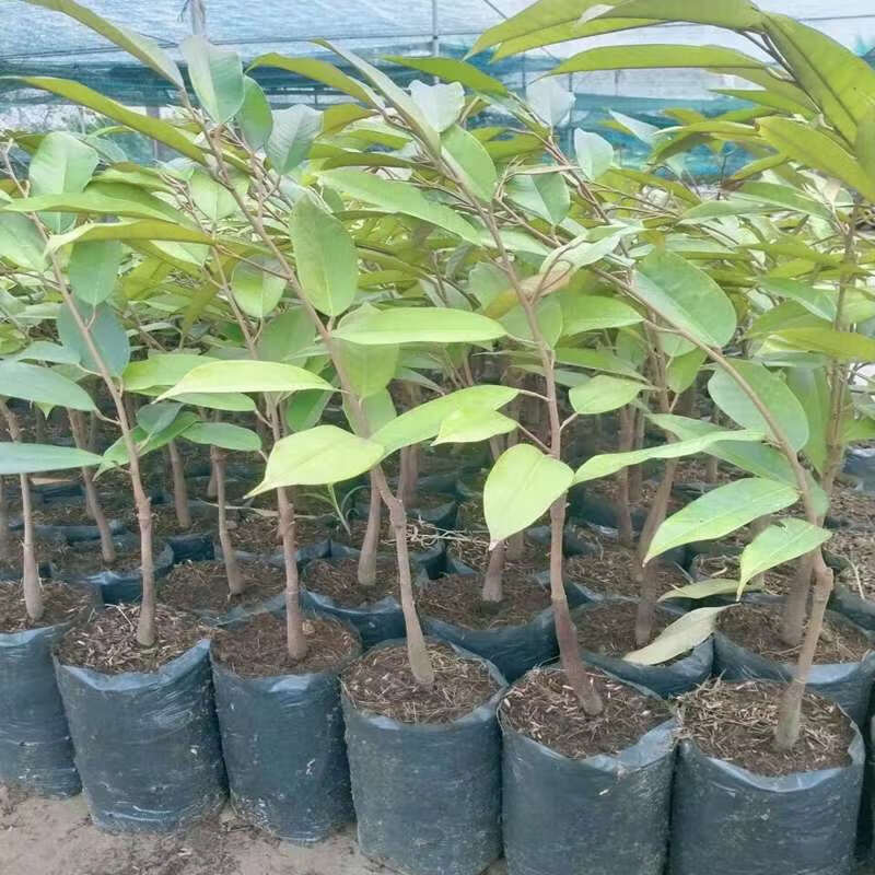 苗猫山王榴莲树苗南方地栽当年种植结果 猫山王榴莲1年原生苗【1棵】