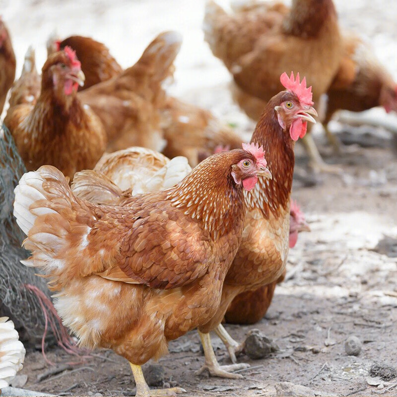 筱诺 土鸡三黄鸡走地鸡整只 700g/只 鸡肉生鲜 3只装