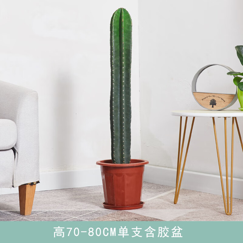 量天尺盆栽四季室内仙人掌龙凤柱仙人柱家居展厅北欧沙质植物植物 高