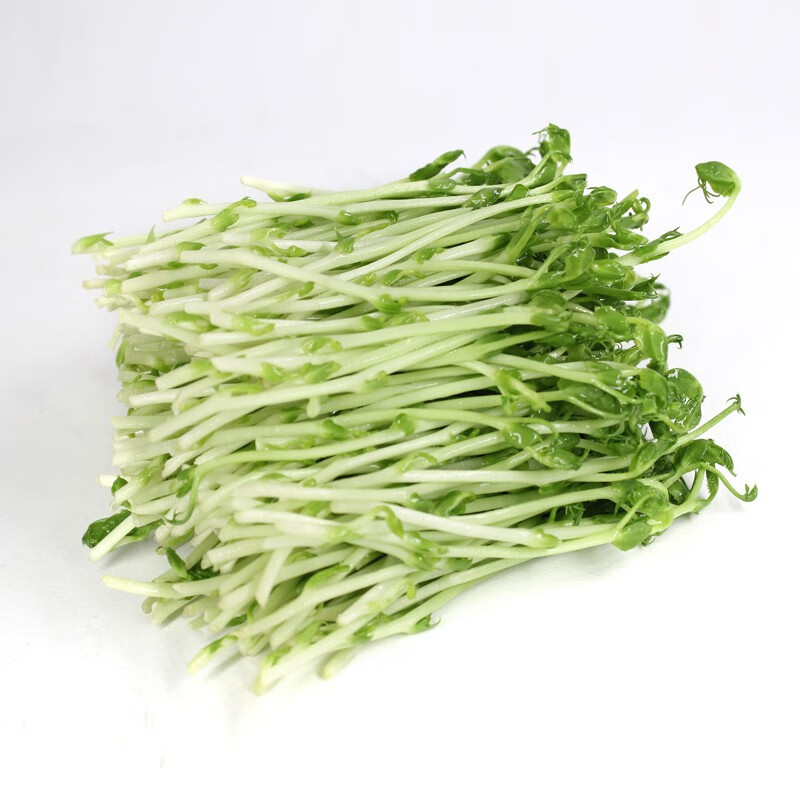 新鲜蔬菜豌豆苗 碗豆尖豌 豆苗菜 500克