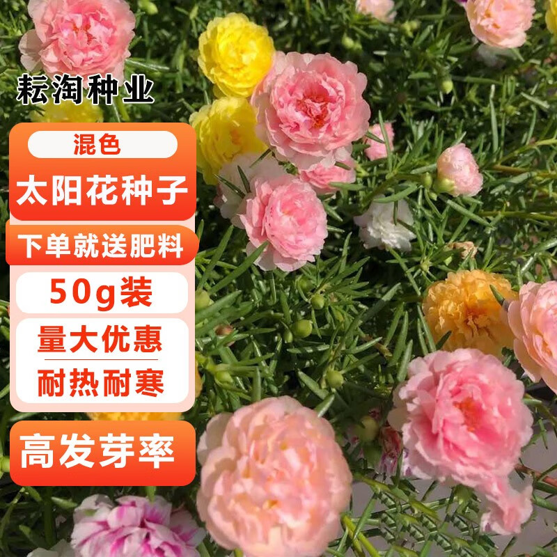 耘淘混色重瓣太阳花种子籽庭院室内阳台四季播种易种易活盆栽花籽种籽
