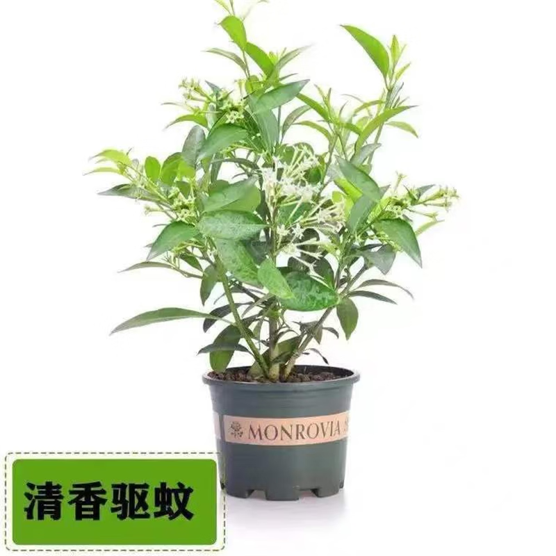 盆栽花卉植物室内驱蚊花苗浓香夜来香四季开花 夜来香7年苗当年开花