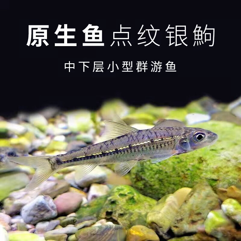 点纹银鮈鱼淡水鱼冷水鱼观赏鱼中层鱼群游原生鱼漂亮好养包活 点纹